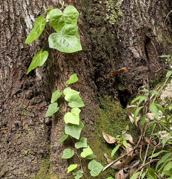 Árbol