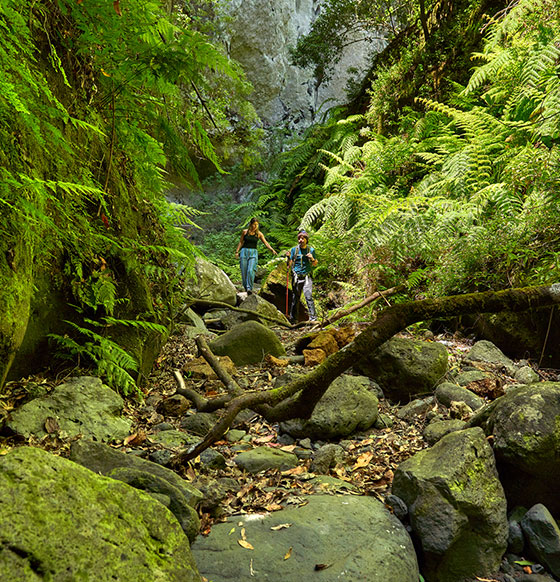 Bosque los Tilos