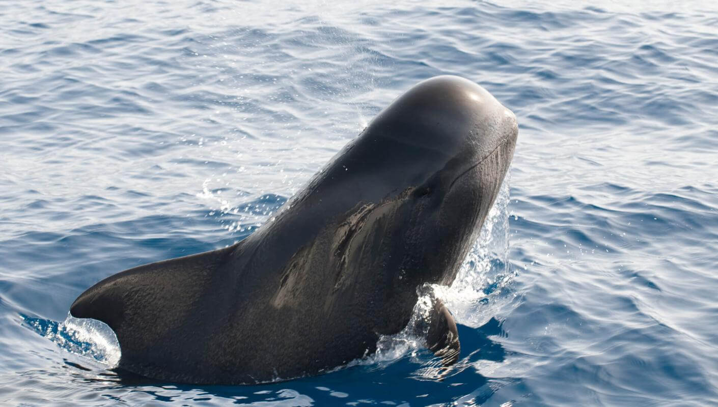 Calderón gris (tropický kytovec s velkými ploutvemi) vynořující se z oceánu, s částí těla nad vodou.