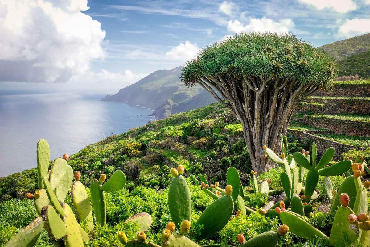 El Tablado, la Palma