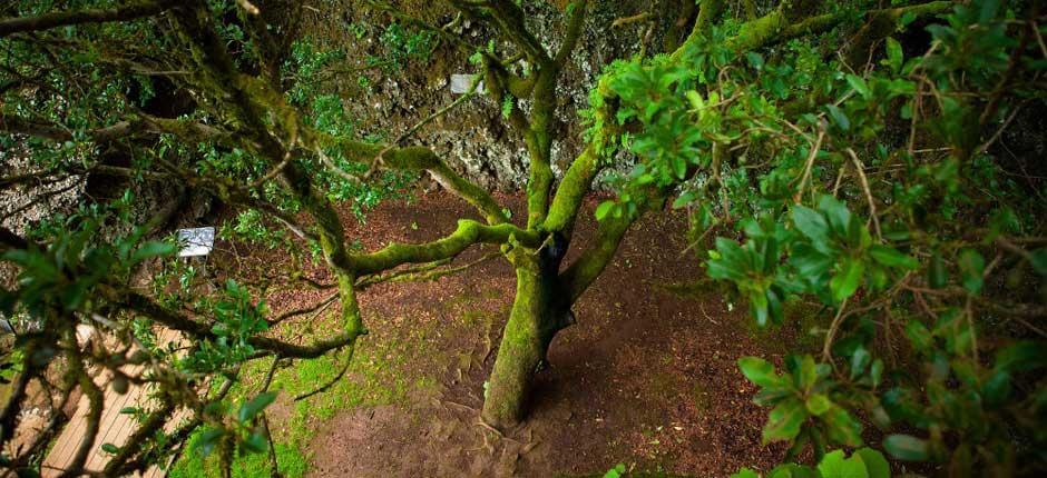  Strom Garoé, na ostrově El Hierro