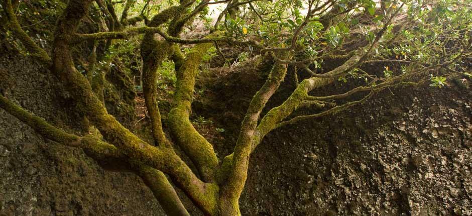  Strom Garoé, na ostrově El Hierro