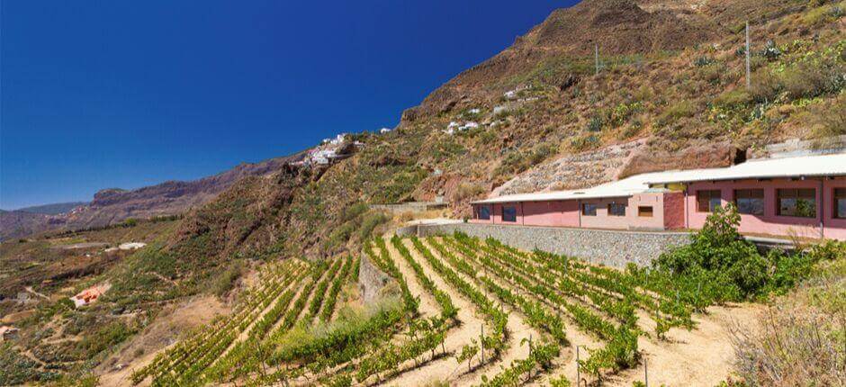 Bodega Bentayga en Gran Canaria