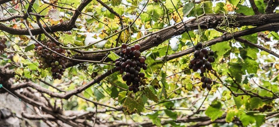 Bodega Los Berrazales. Bodegas de Gran Canaria