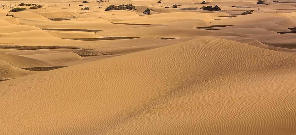 Reserva Natural Especial de las Dunas de Maspalomas, en Gran Canaria