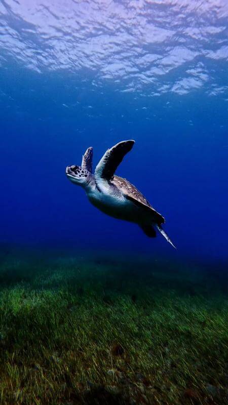 Barbarian Diving Tenerife