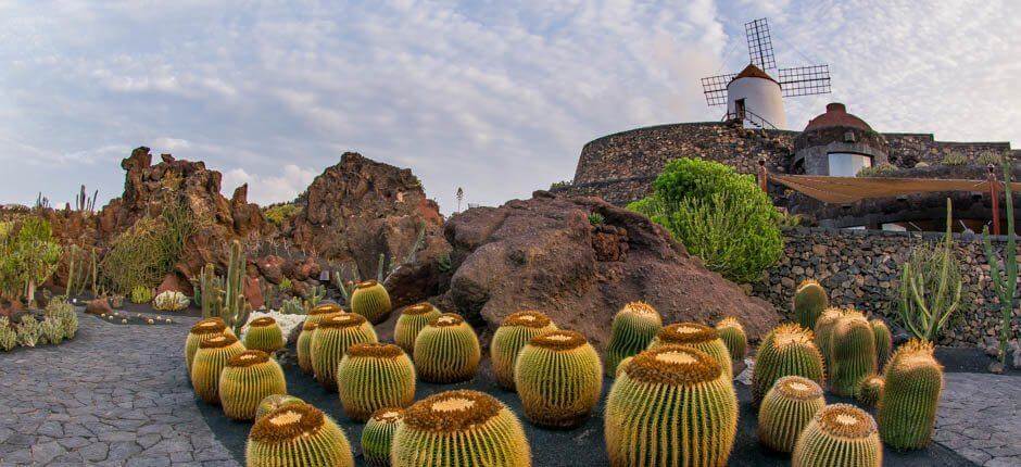 Kaktusová zahrada Muzea a turistická centra na Lanzarote