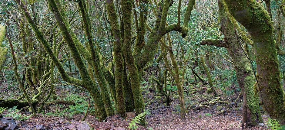 El Riachuelo. Orientación de La Palma