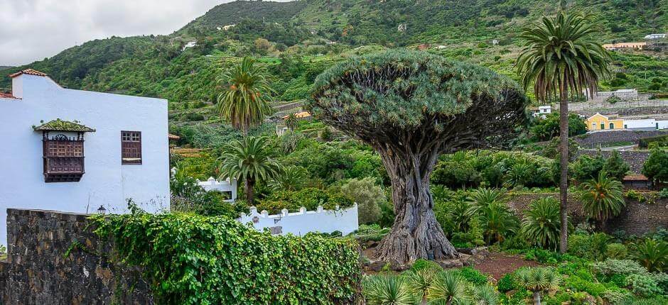 Parque del Drago Milenario Muzea a turistická centra na Tenerife