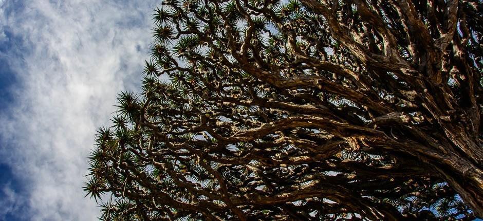 Parque del Drago Milenario Muzea a turistická centra na Tenerife