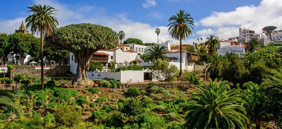 Parque del Drago Milenario Muzea a turistická centra na Tenerife