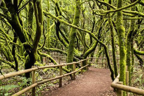 Exposición fotográfica ‘Los Espíritus del Bosque de Garajonay’