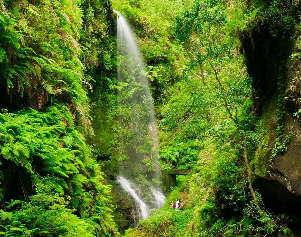 Bosque de Los Tilos