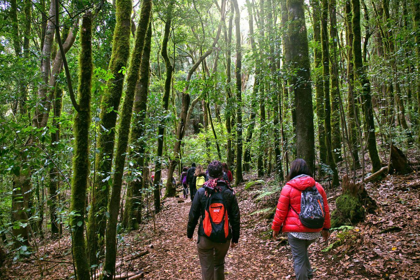 Parque Nacional de Garajonay, en La Gomera