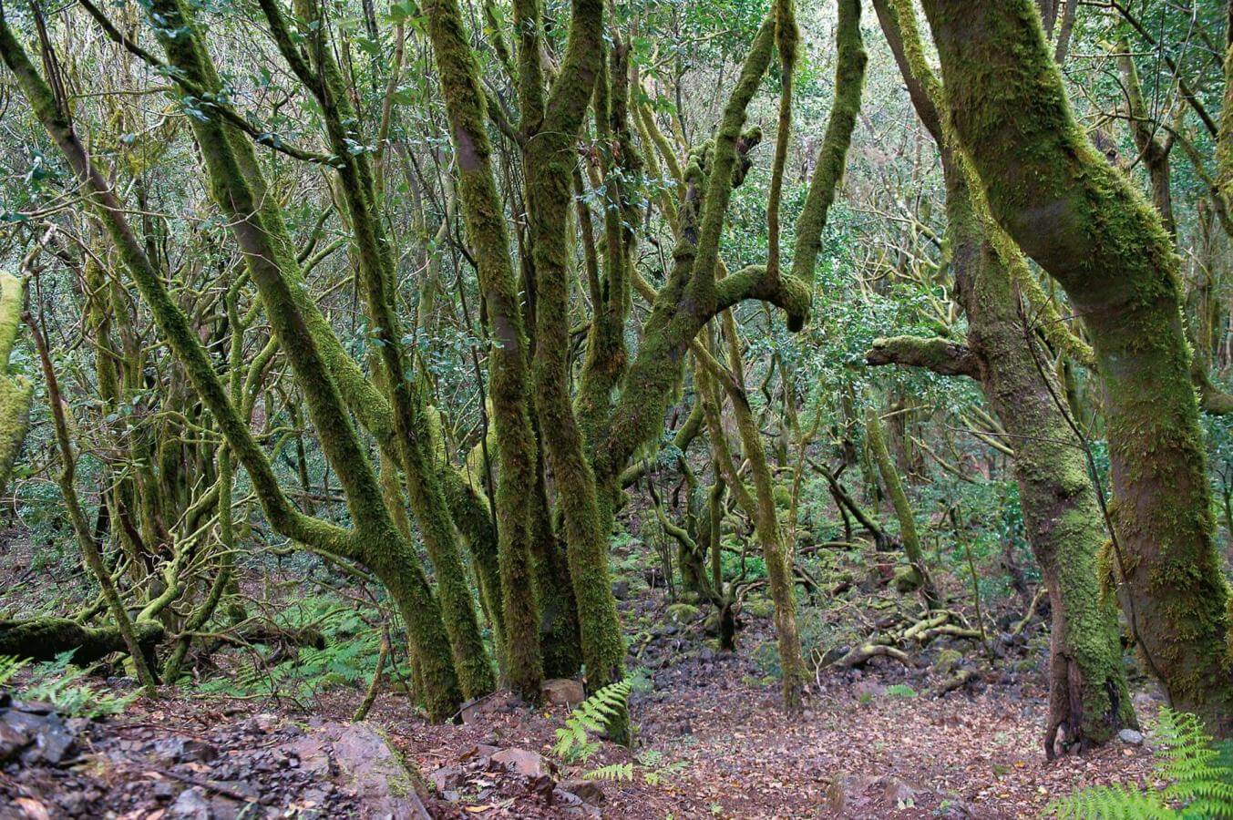 Ruta en coche por el sur de La Gomera - galeria2