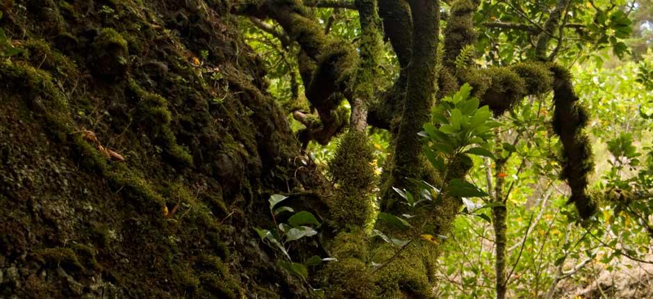  Strom Garoé, na ostrově El Hierro