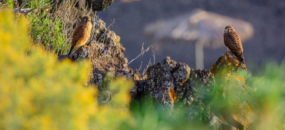 Charco Verde Playas para niños de La Palma