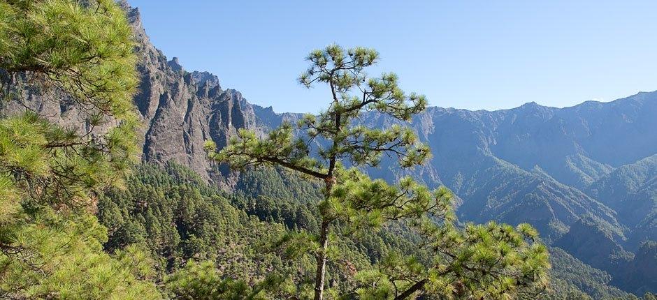 Caldera de Taburiente + Stezky de La Palma