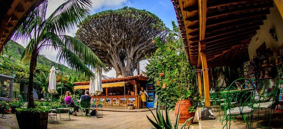 Parque del Drago Milenario Muzea a turistická centra na Tenerife