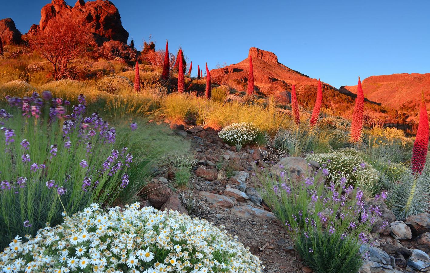 Subida al Teide. Senderos de Tenerife