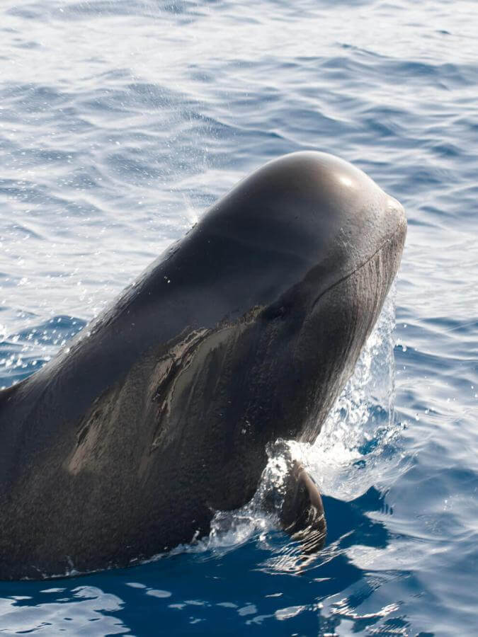 Calderón gris (tropický kytovec s velkými ploutvemi) vynořující se z oceánu, s částí těla nad vodou.