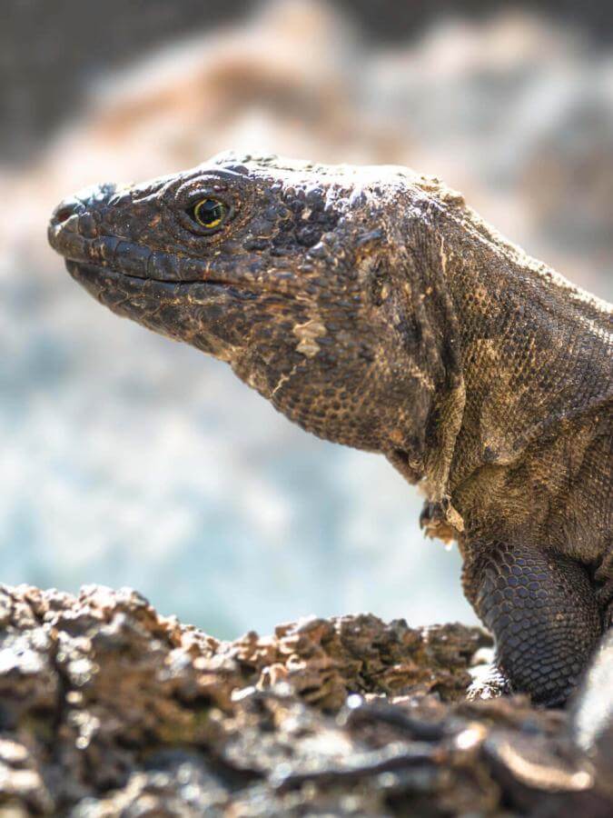 Lagarto gigante (endemický ještěr, chráněný na Kanárských ostrovech) z El Hierra na vulkanické skále. 