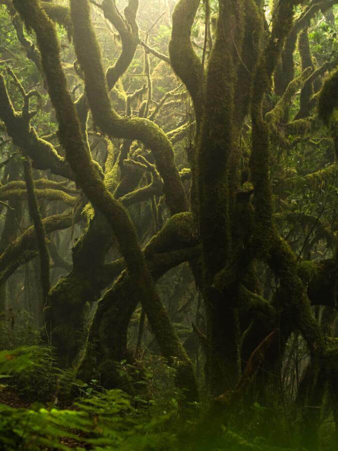 Vavřínový les v Garajonay, s kmeny pokrytými mechem a vlhkým prostředím zahaleným mlhou.