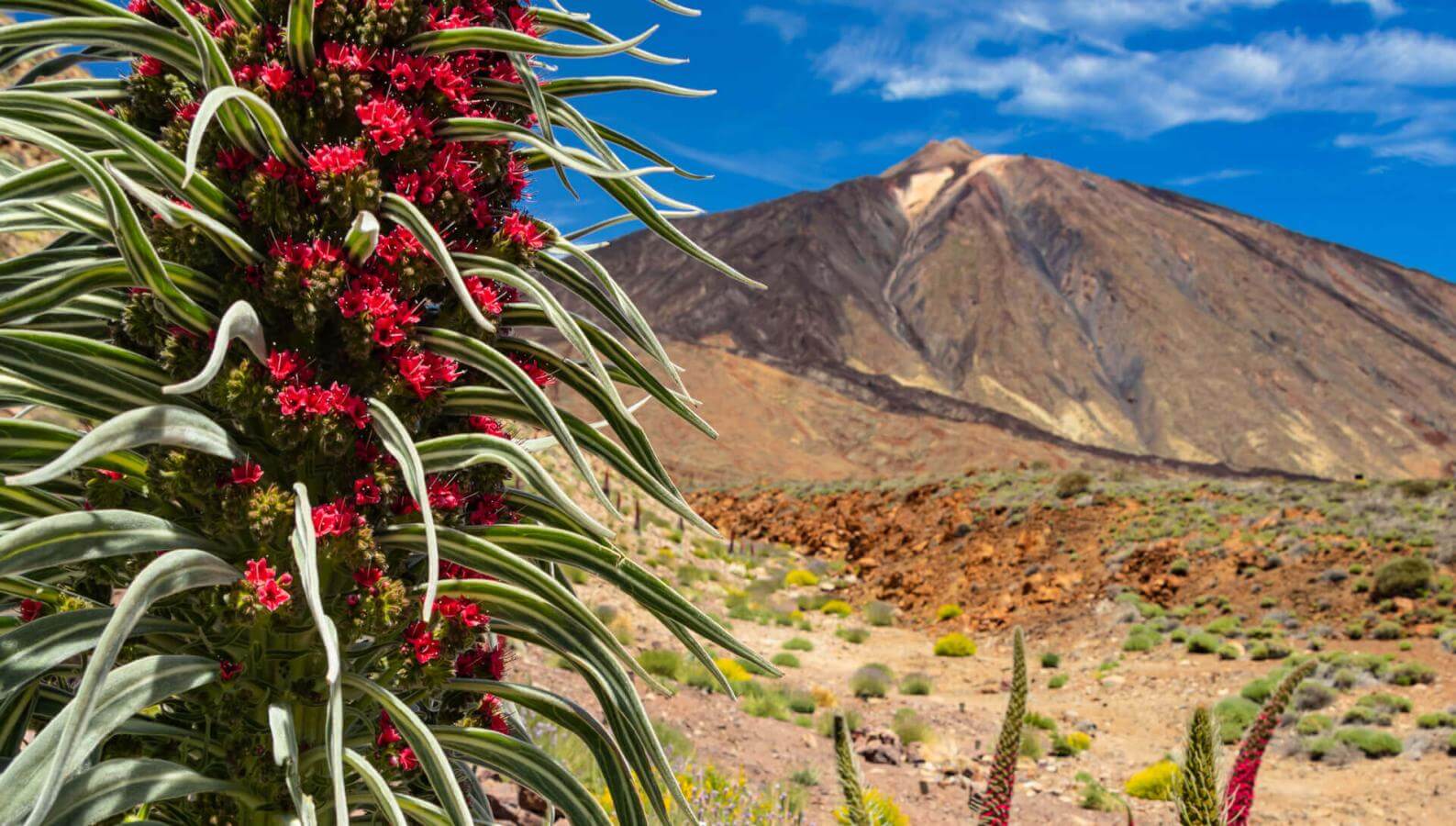 Kvetoucí tajinaste rojo (endemický keř vyskytující se na Teide) v Las Cañadas del Teide vulkanickou krajinou.