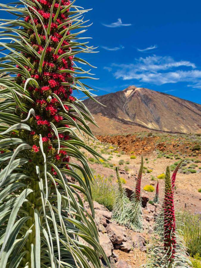 Kvetoucí tajinaste rojo (endemický keř vyskytující se na Teide) v Las Cañadas del Teide vulkanickou krajinou.