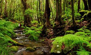 Parque Nacional de Garajonay